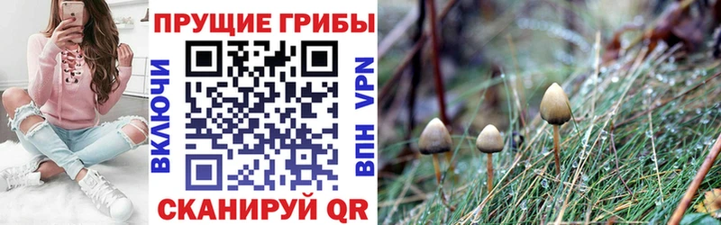 наркота  гидра зеркало  Псилоцибиновые грибы мицелий  Новоаннинский 